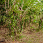 IMG 0741.JPG 150x150