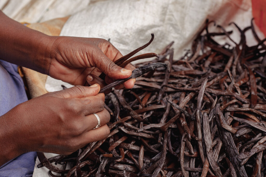 processus de préparation post-récolte de la vanille madagascar, appelé « vanilla curing »